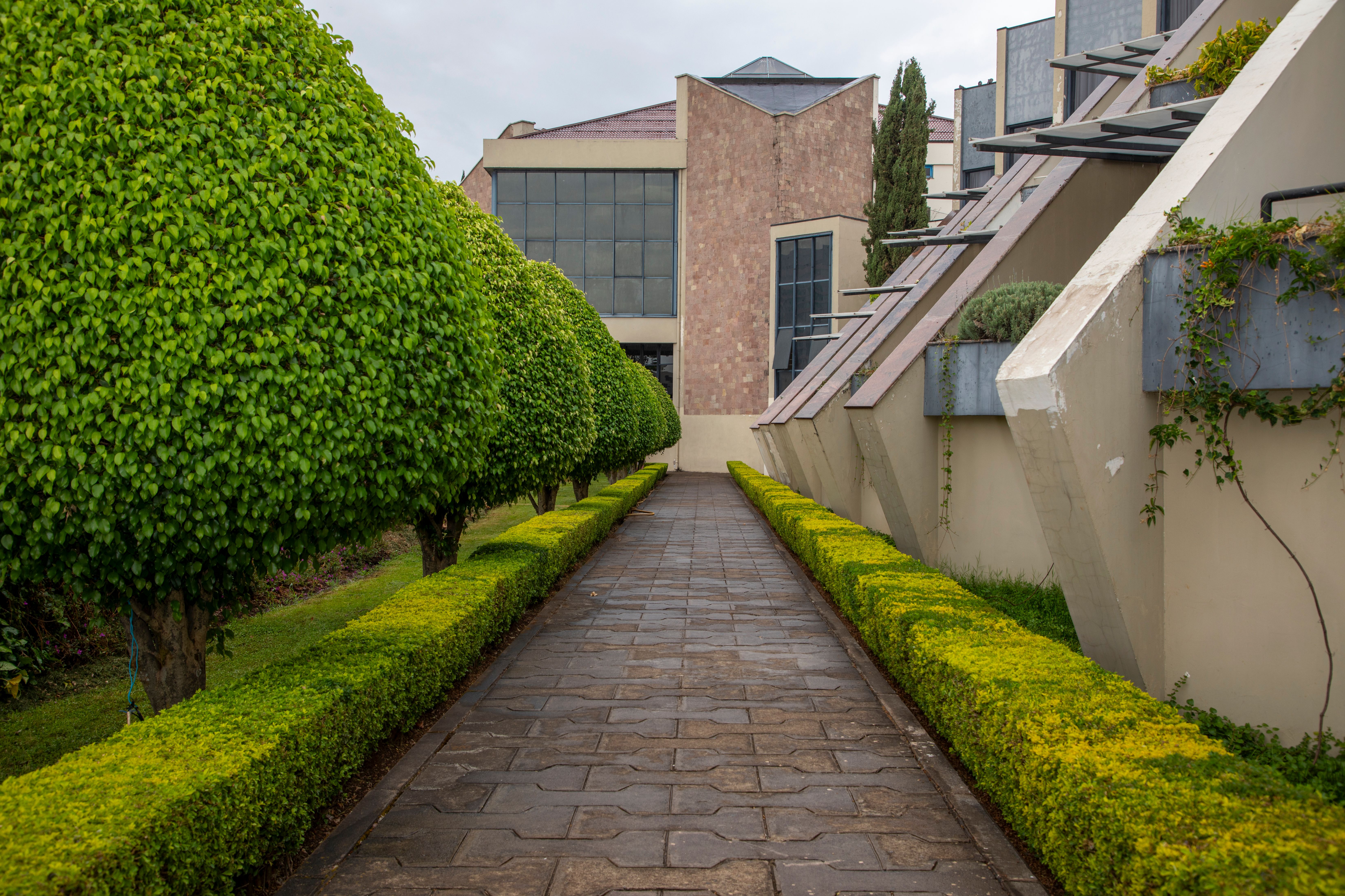 Hedge Trimming